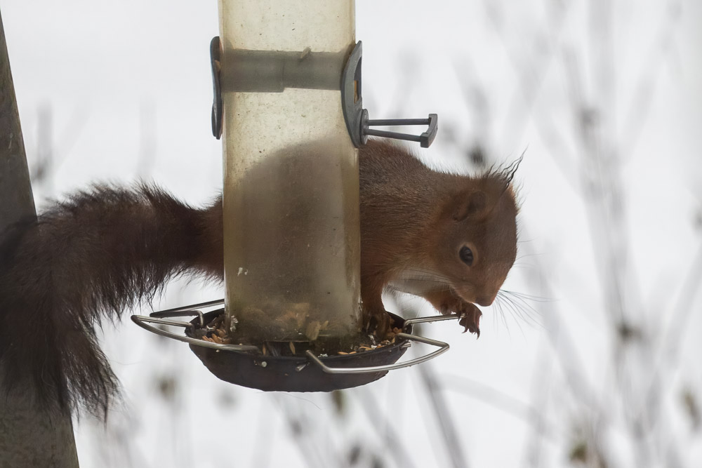 Ekorrtjejen fortsätter att äta fågelfrö.