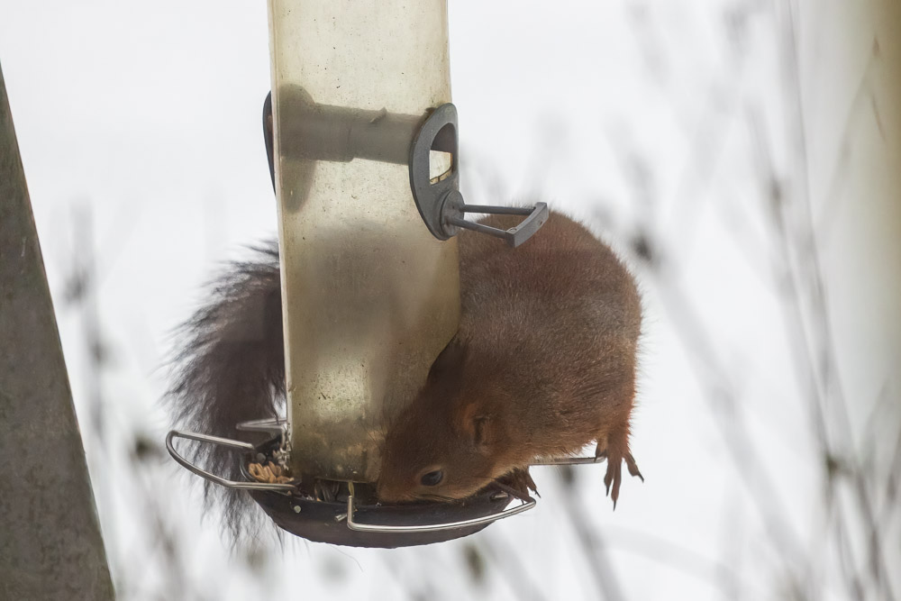 Det smakar uppenbarligen gott med frö!