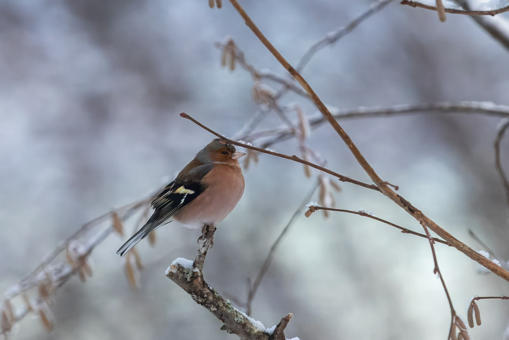 Bofinken satt fint till för fotografering, men den där kvisten är verkligen störande!