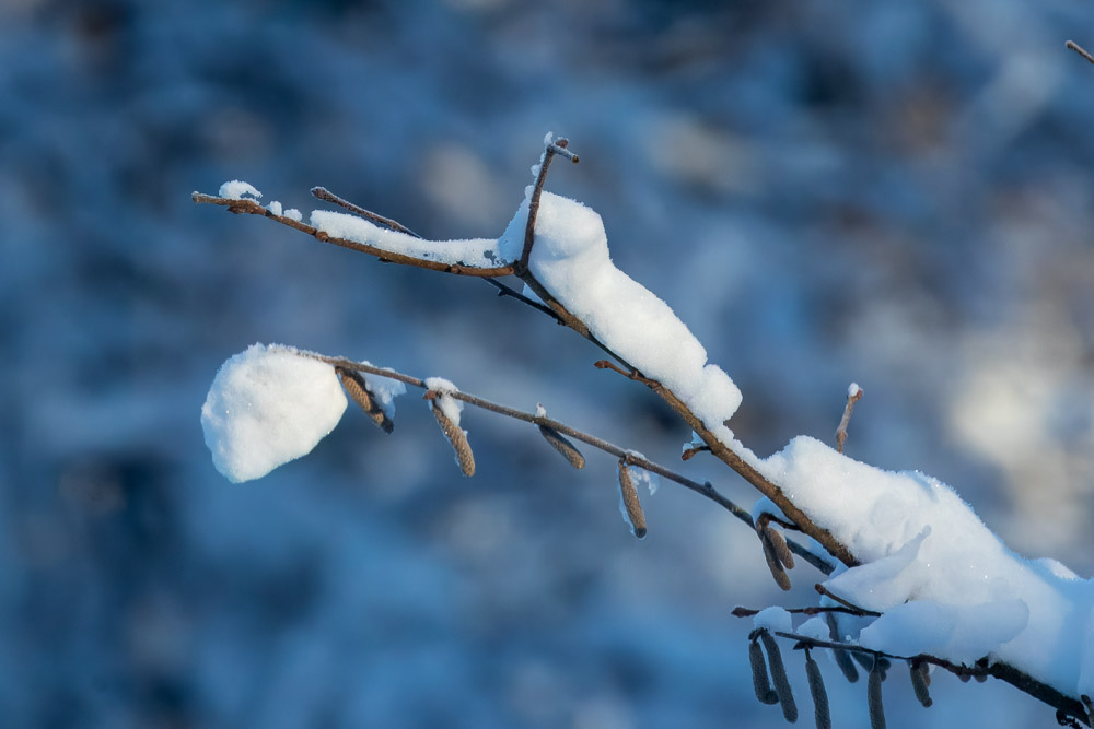 Hasselbuskarna har trott på vår länge, men nu får de göra som lilla videung i visan, sova vidare.