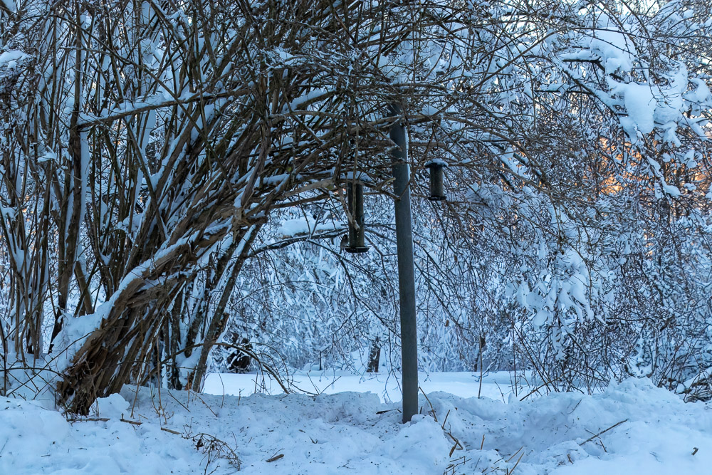 Paradisbusken dignade under snötäcket och har inte rest sig än.