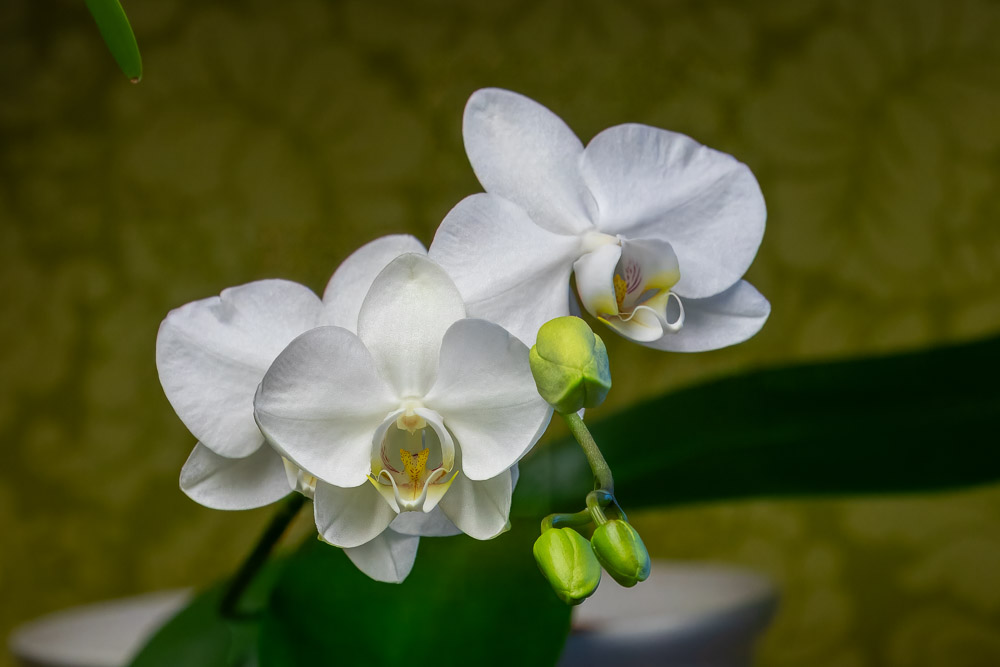 Några av Kristinas orkidéer blommar, här en Phalaenopsis.