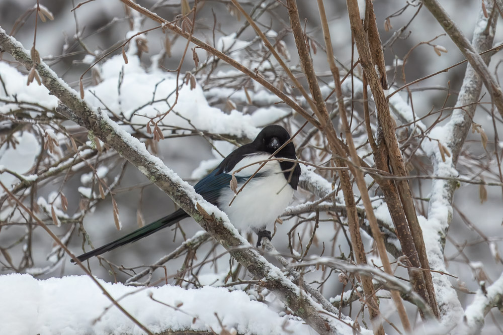 Skatorna är inte pigga på att bli fotograferade, men ibland blir det en bild ändå.