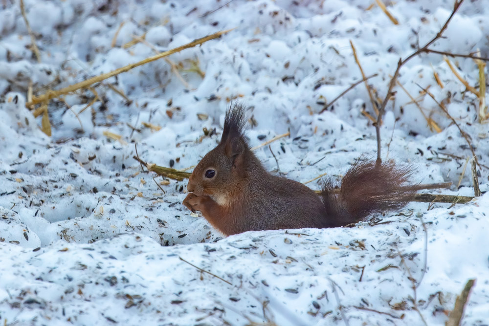 Ännu en tvåöring vid fågelmatningen.