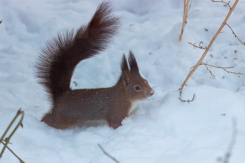 Fluffig snö kan vara litet besvärlig att ta sig fram i.