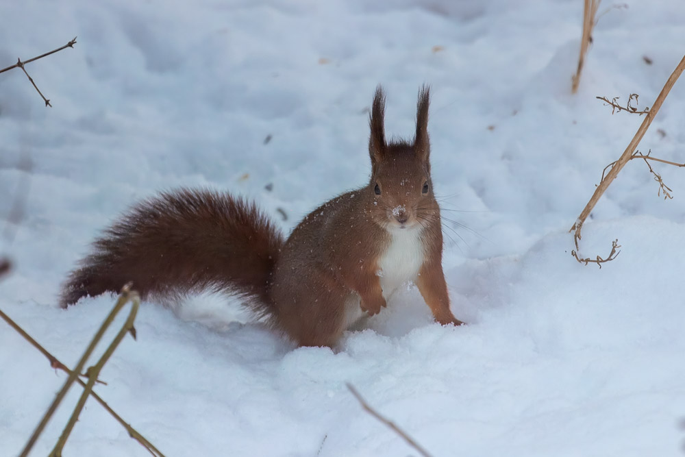 Man måste ju hålla litet koll på den där fotografen.