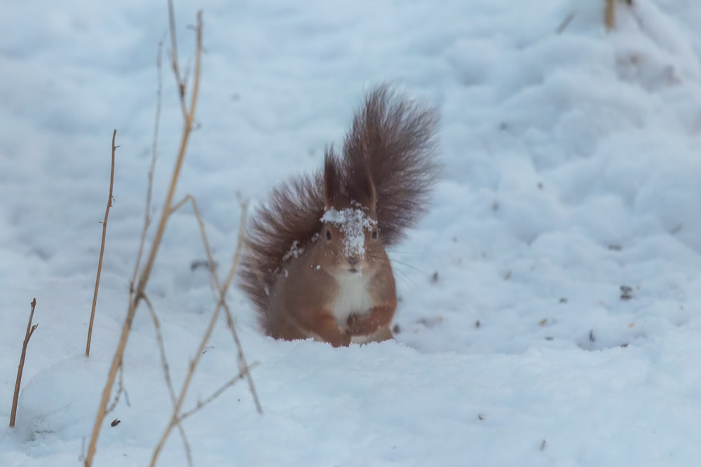 Nyuppkommen efter ett frödyk i snön.