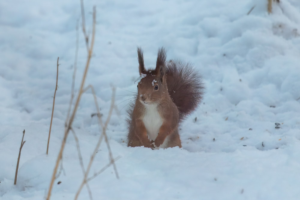 Snö i ögonbrynen - det får man ta.