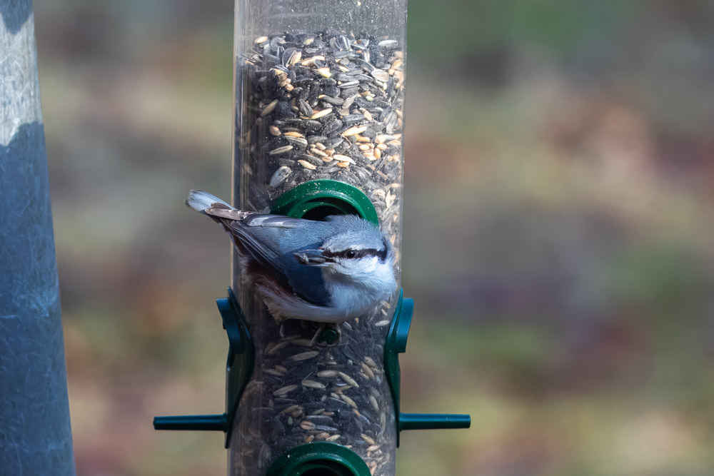En nötväcka hämtar frö att käka.