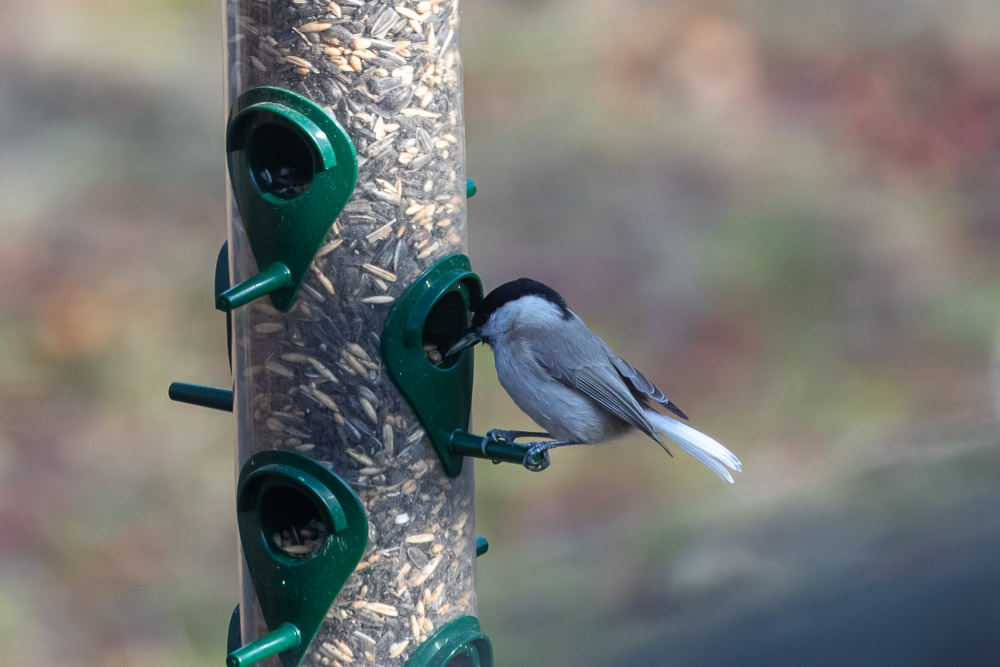 Vår vitstjärtade tita syns ständigt i omgivningen.