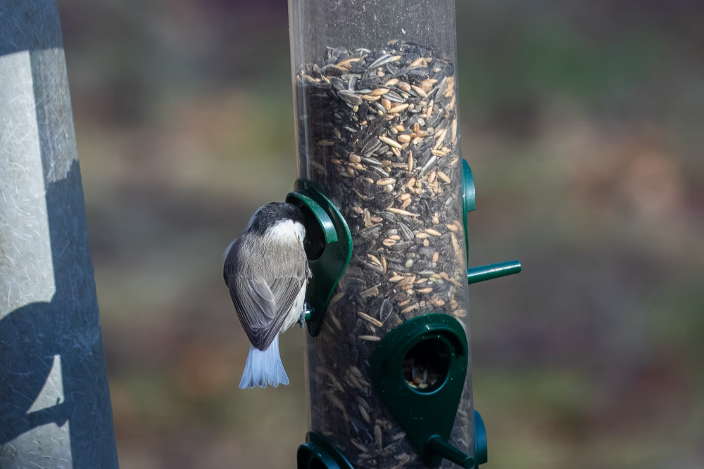 Den är mycket lätt att få syn påmed sina nästan lysande stjärtfjädrar.