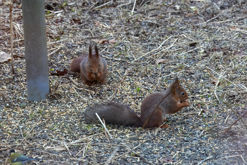 Ekorrarna är trogna matgäster.