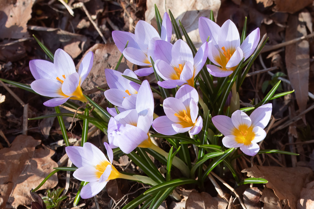 Våren verkade vara på gång, den 8 mars hade krokus blommat ett tag.