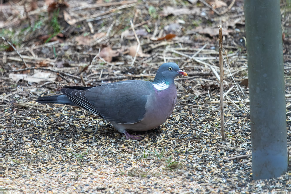 När snöandet gjorde uppehåll kom en ringduva för att få sig ett mål.