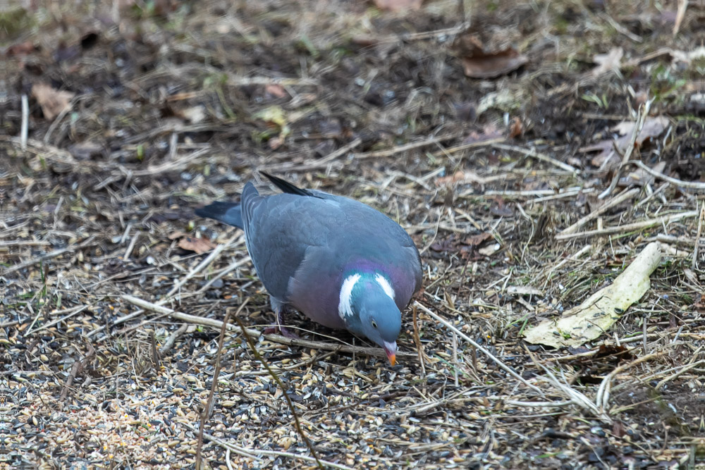 Det fanns mycket att välja på så duvan kunde leta fram de bästa fröna.