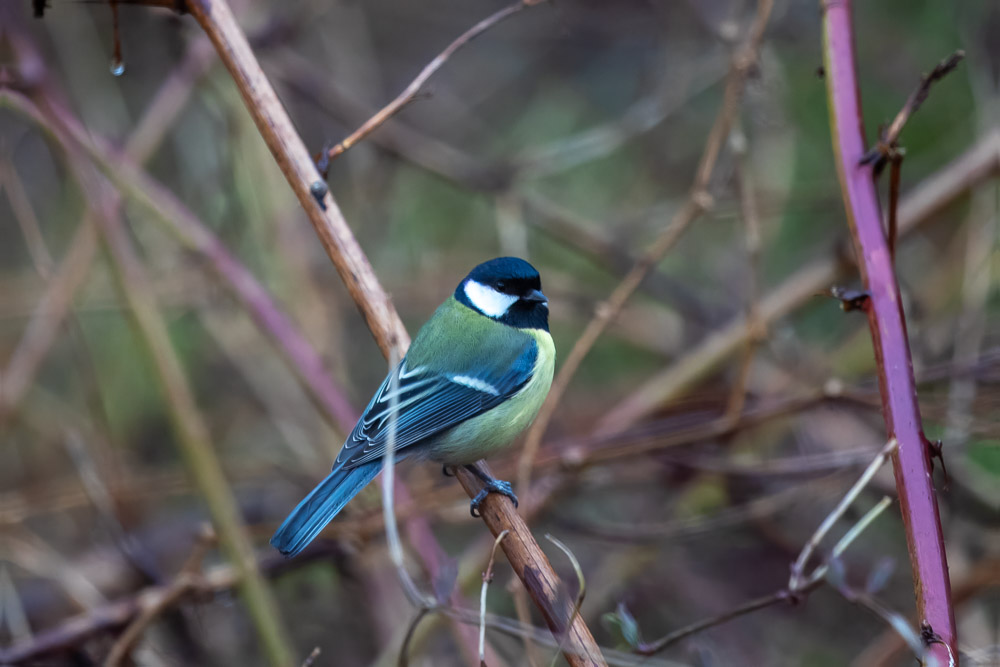 En vecka senare var det vår igen! 16 mars, en talgoxe i vårkostym.