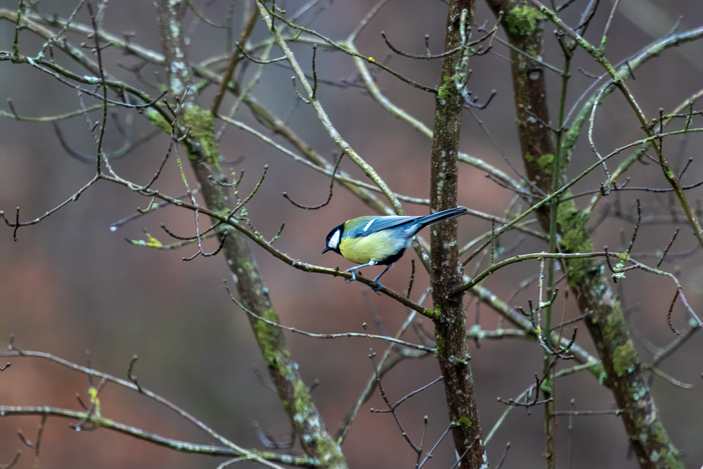 Talgoxen har det skönt i värmen.