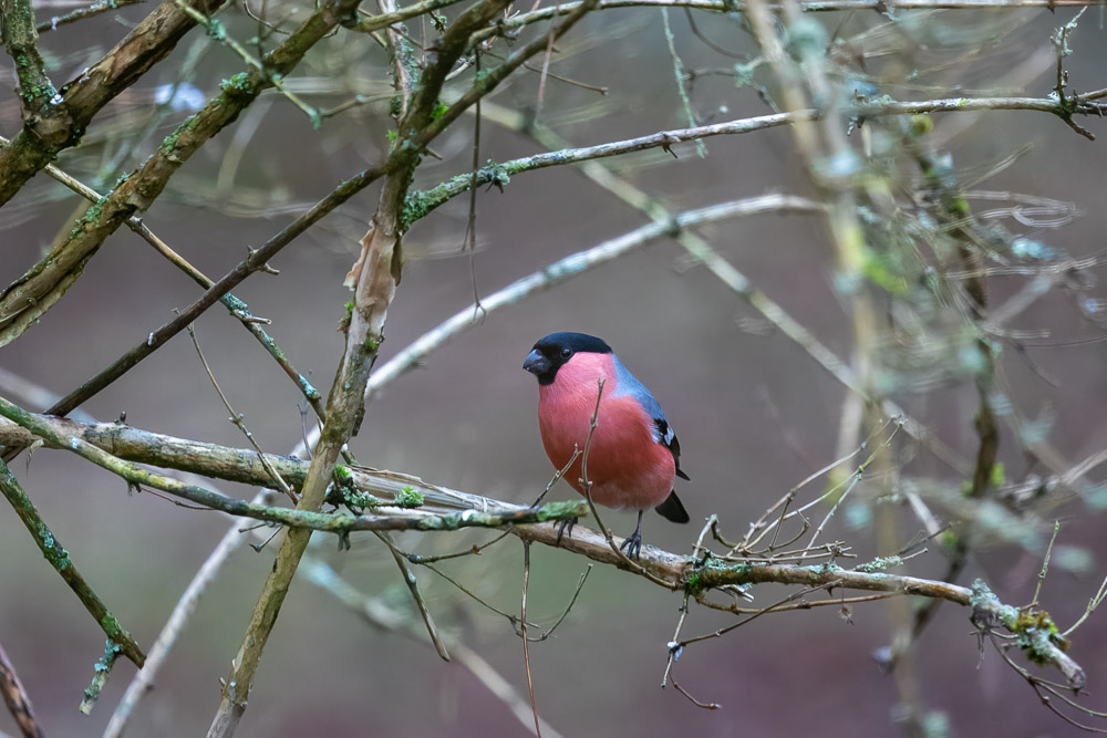 Domherren njuter också.