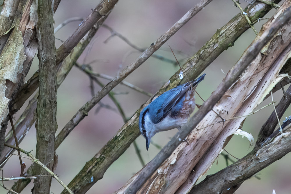 Nötväckan hamrar på ett hårt solrosfrö i sin 