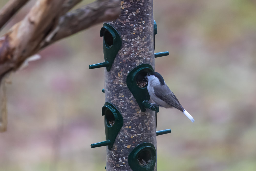 Vitstjärtade titan förser sig.