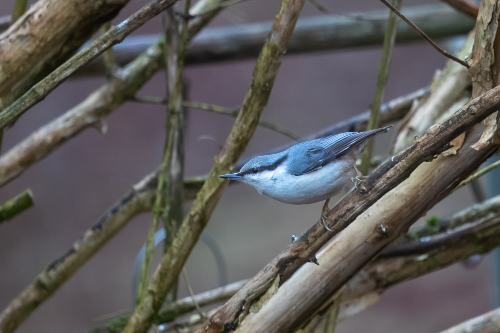 Färdighamrat, nötväckan gör sig beredd att hämta ett nytt svart solrosfrö.