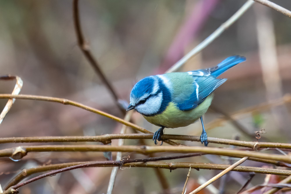 Blåmesarna har också klätt upp sig i lysande blått inför våren!