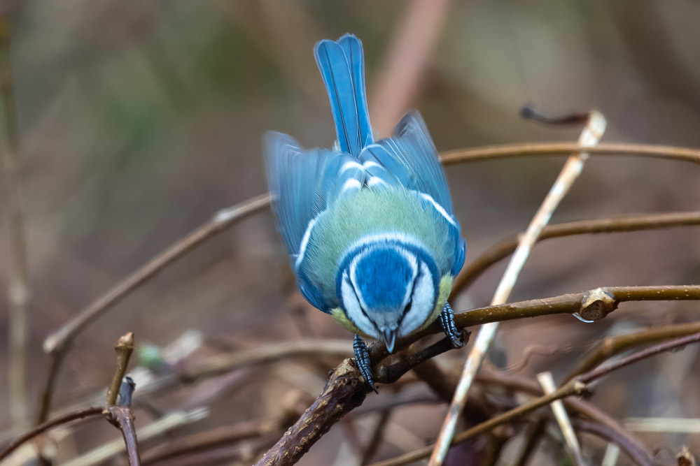Söta må de vara, blåmesarna, men de har ett rysligt humör!