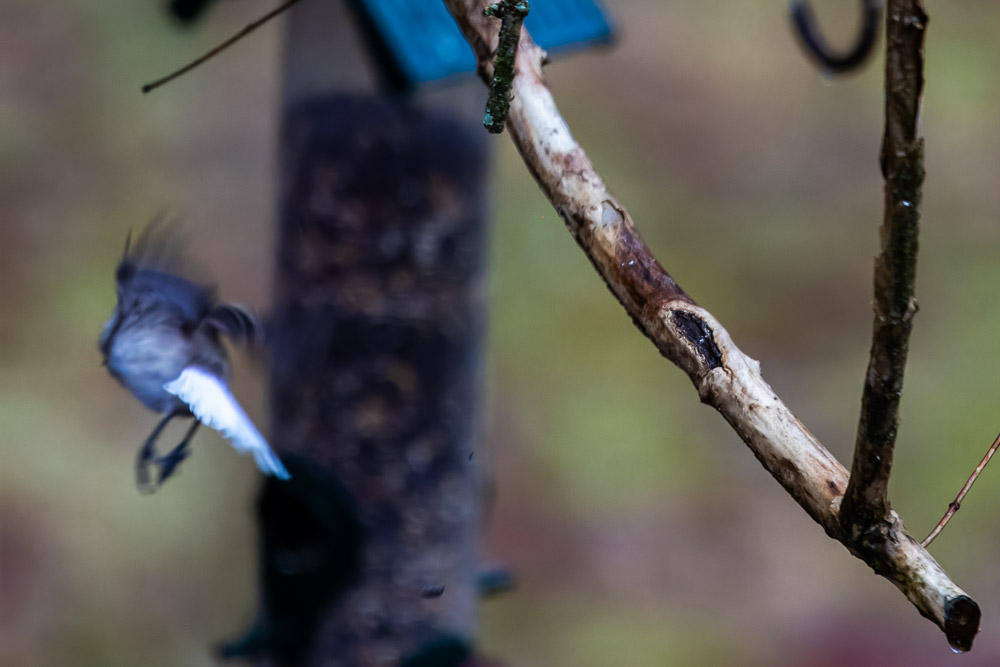 Titans vita stjärtfjädrar lyser när den ger sig iväg!
