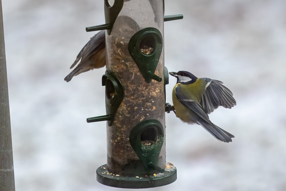 Köerna växte vid frörören.