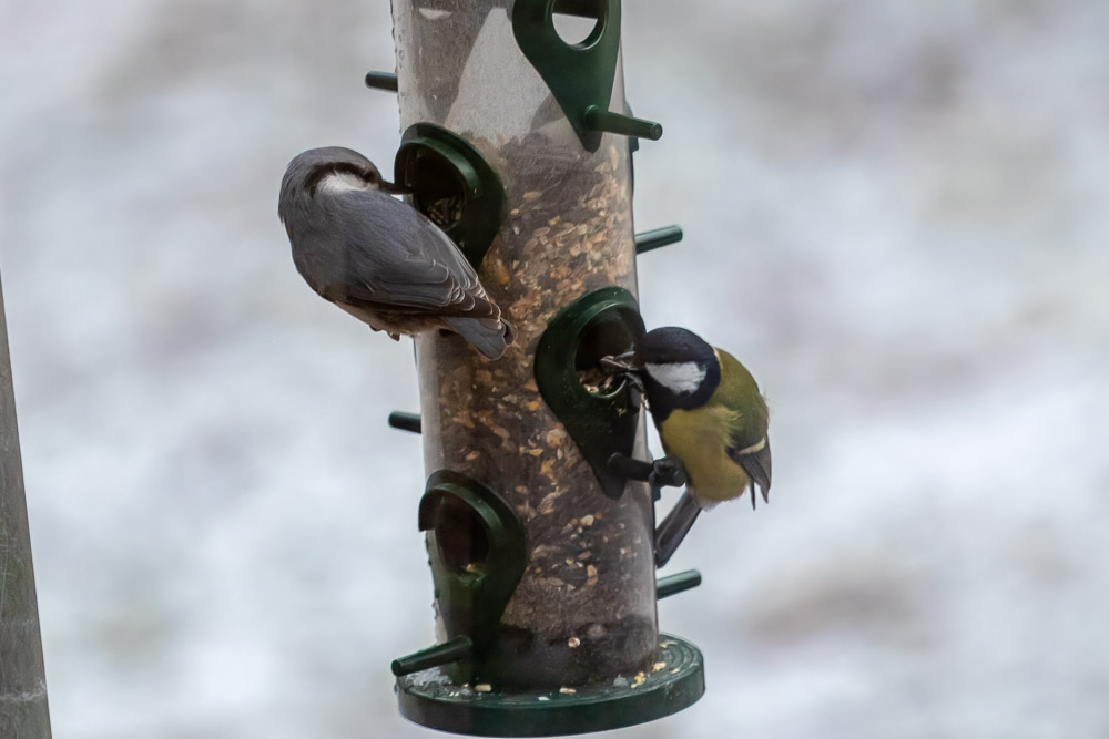 Hela tiden beredda att gå till attack!