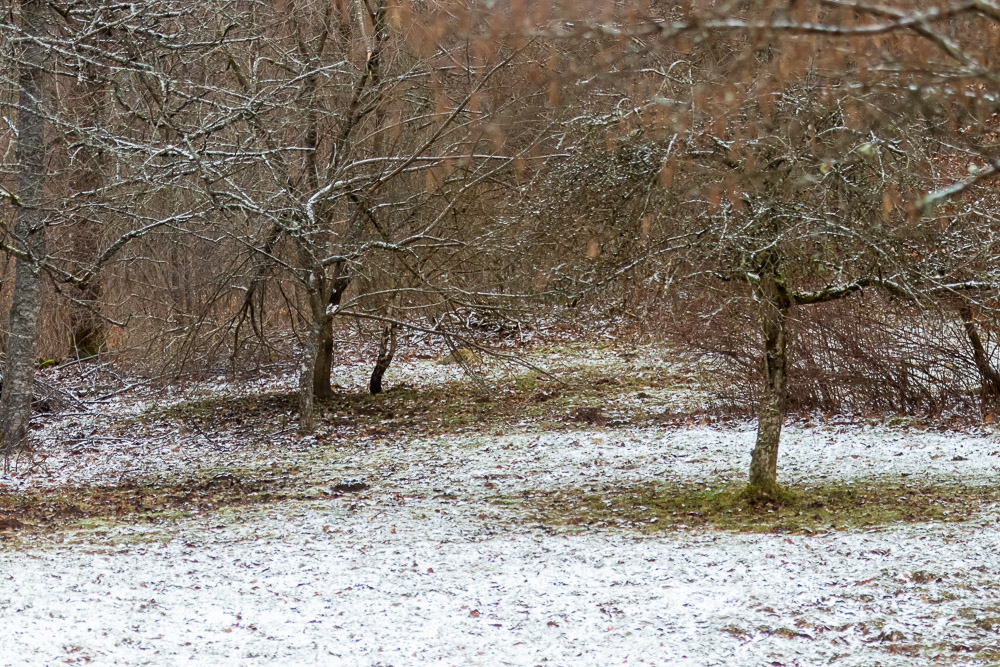 Så var det med den våren... Tio till femton plusgrader byttes till snö och miunusgrader över en natt.