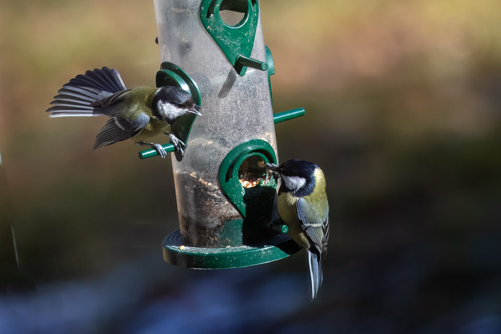 Vårhormonerna främjar inte fredlig samvaro i matserveringen.