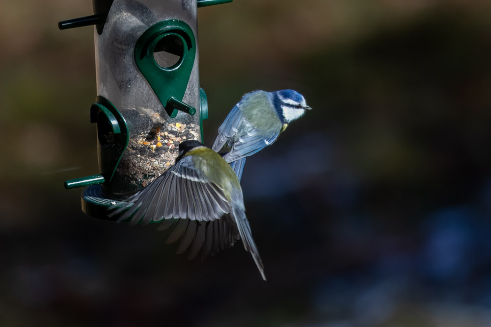 Blåmesen får ge sig när talgoxen kommer i full fart.