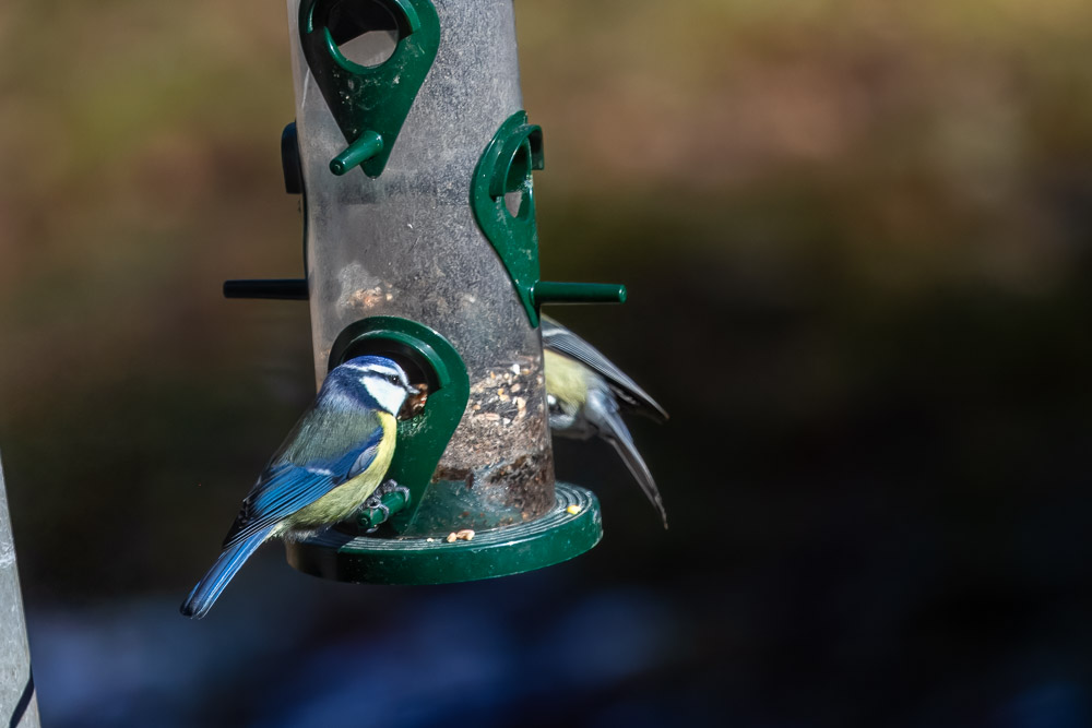 En blåmes i lysande blå kostym får avsluta bildspelet.