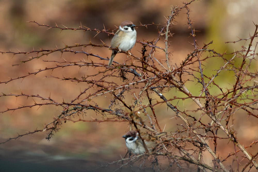 Pilfinkarna har hållit ihop parvis i stort sett hela vintern, men nu verkar det vara mer allvar.