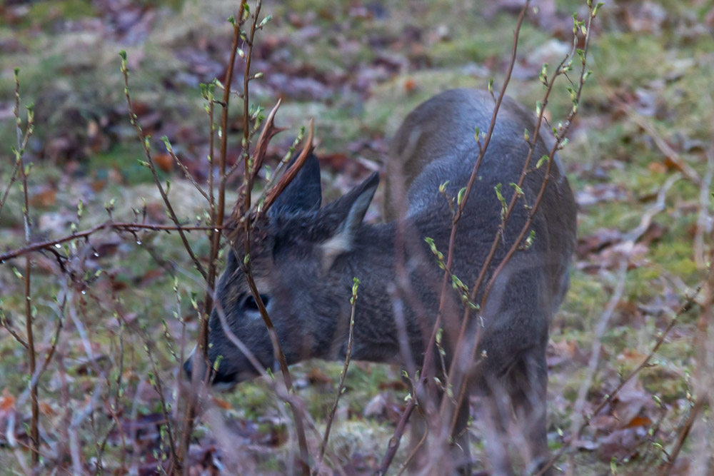 Råbocken ser också litet blyg ut. Försöker han gömma hornen bland kvistarna?
