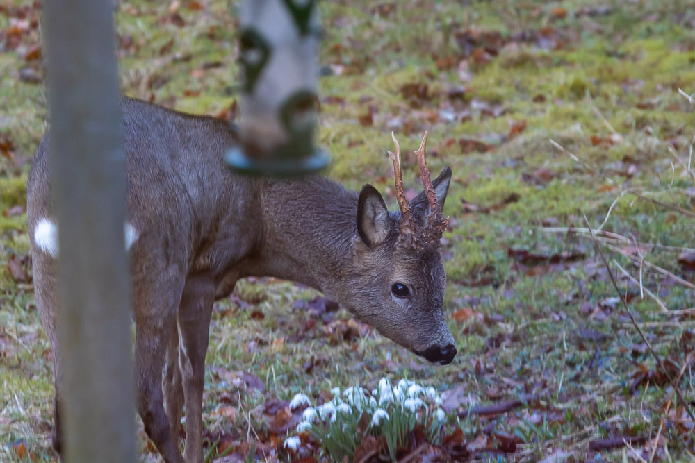 Litet uppvisning av horn blev det trots allt.