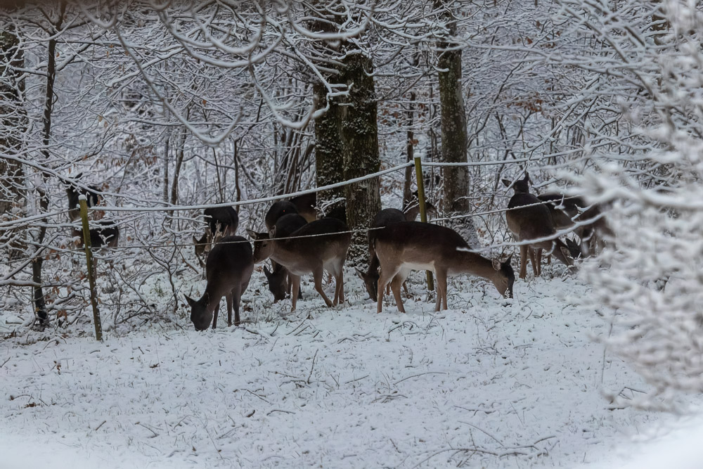 En flock dovhjortar kom för att leta bete under snön.