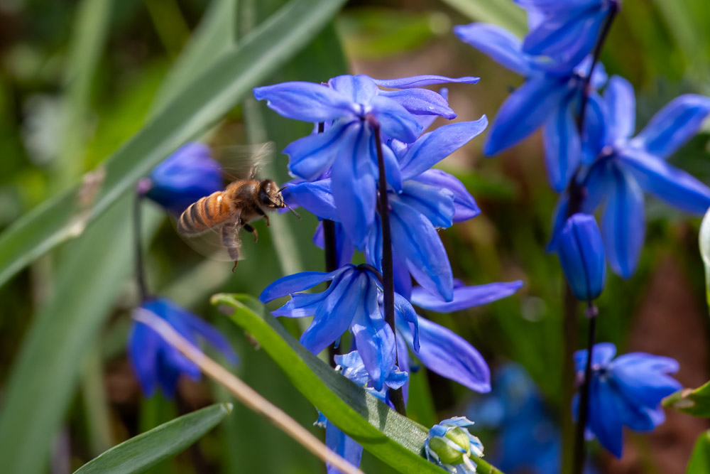 Även honungsbina tycks gilla scilla. Pollenholken på benet är fylld med blått pollen.