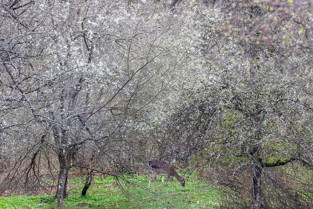 Dovhjortar under blommande prunus.
