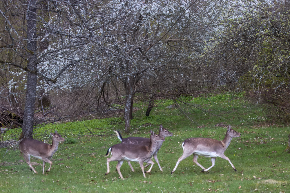 Full fart under blomsterhimlen!