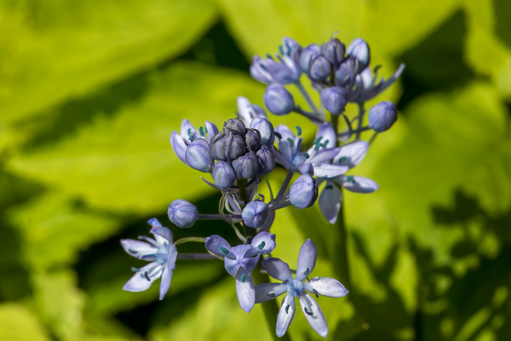 Italienska scillan blommar.