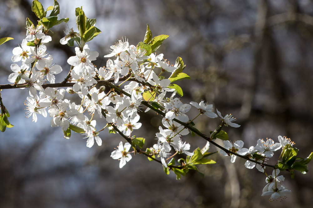 Prunusträden blommar för fullt.