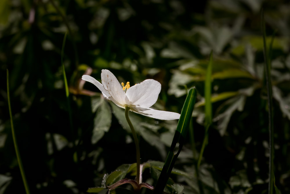 Vitsipporna blommar för fullt.