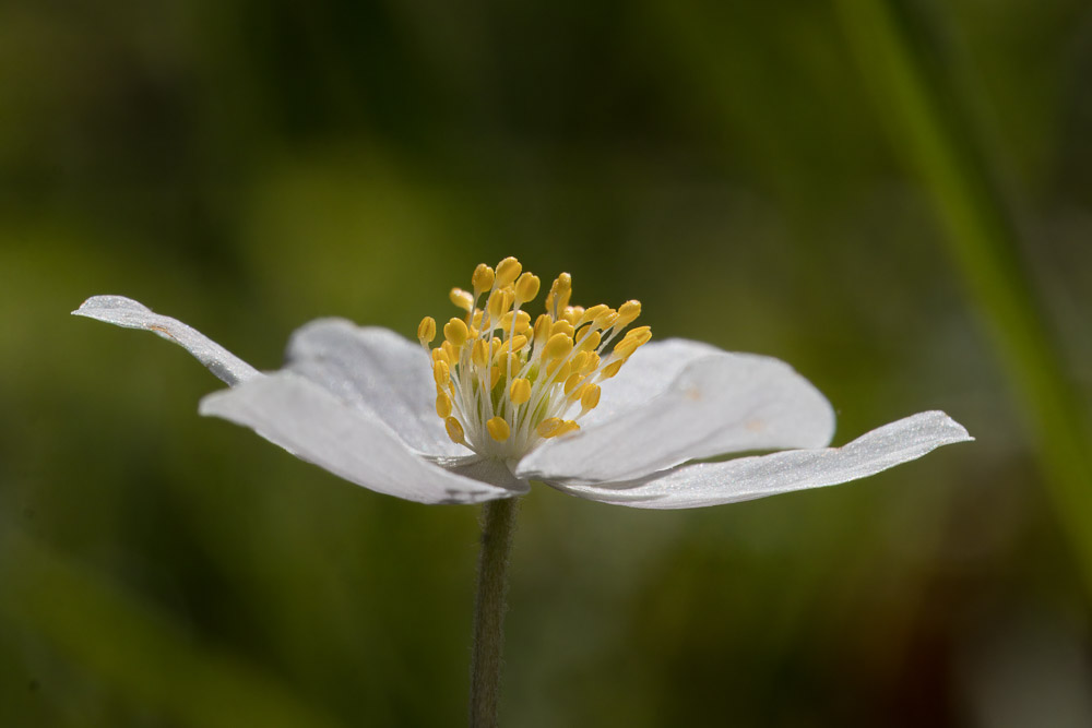 Mycket pollen har vitsipporna!