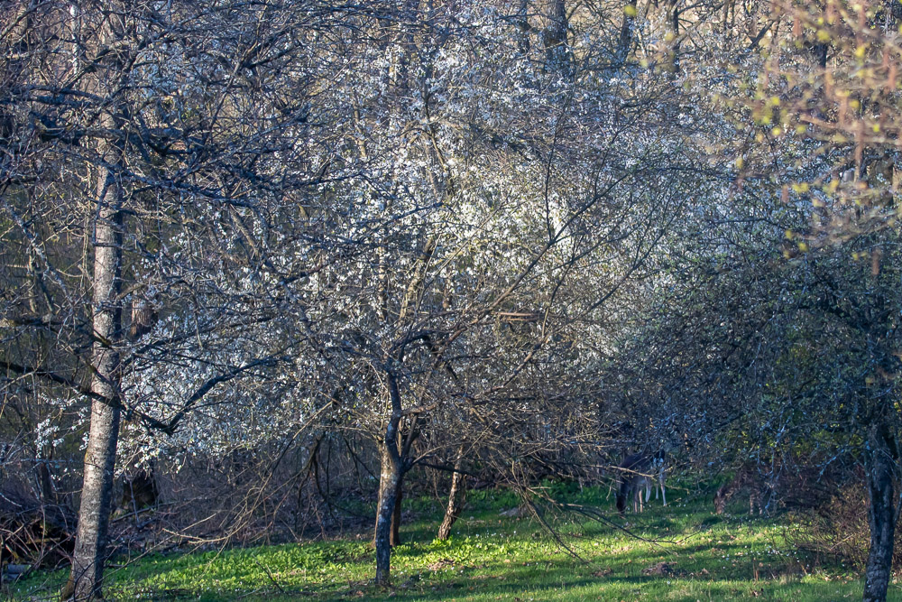 Prunusarna bildar blomsterhimmel över dovhjortarna.