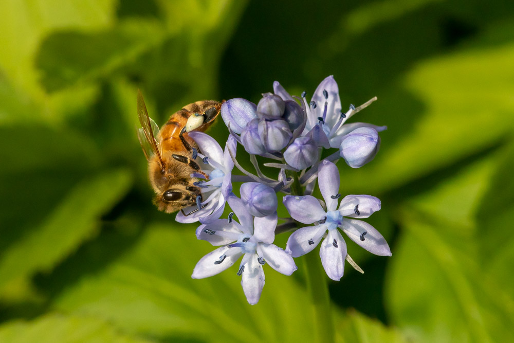 Ett honungsbi skördar i Scilla italica.