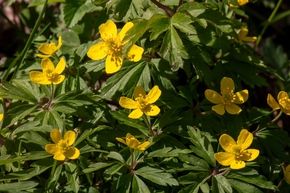 Gulsipporna blommar.