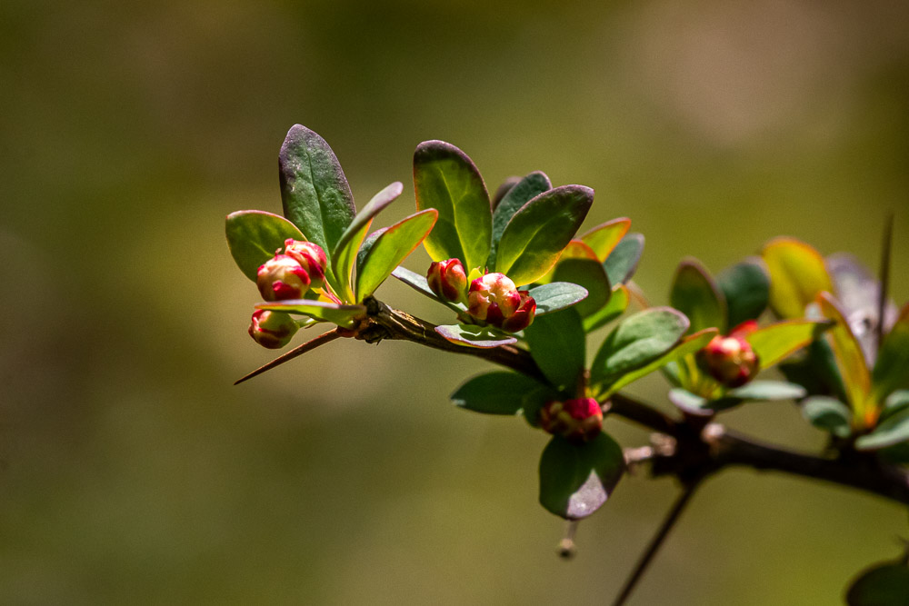 Små blommor och stora taggar har berberisbusken.