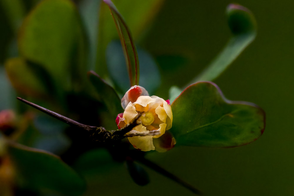 En ensam berberisblomma.